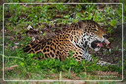 Französisch-Guayana Zoo (39) Jaguar