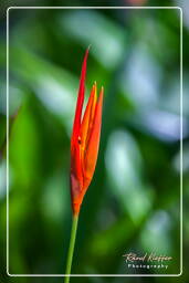 Zoo de Guyane (54)