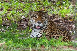 Französisch-Guayana Zoo (117) Jaguar