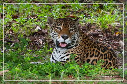 Zoo di Guyana Francese (117) Panthera onca