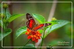 Zoo de Guyane (139)