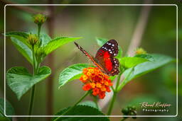 Zoo di Guyana Francese (141)