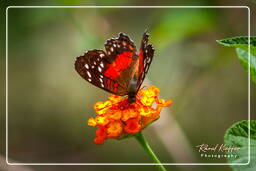 Zoo di Guyana Francese (148)