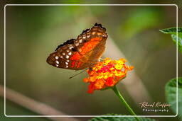 Zoo di Guyana Francese (158)