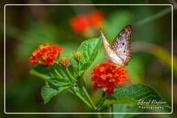 Zoo di Guyana Francese (161)