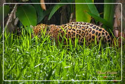 Zoo di Guyana Francese (182) Panthera onca