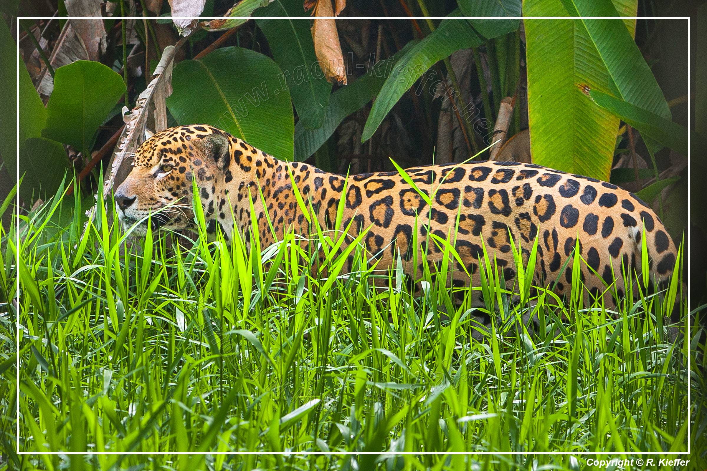 French Guiana Zoo (185) Jaguar