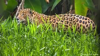 Französisch-Guayana Zoo (185) Jaguar