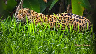 Zoológico da Guiana Francesa (185) Panthera onca