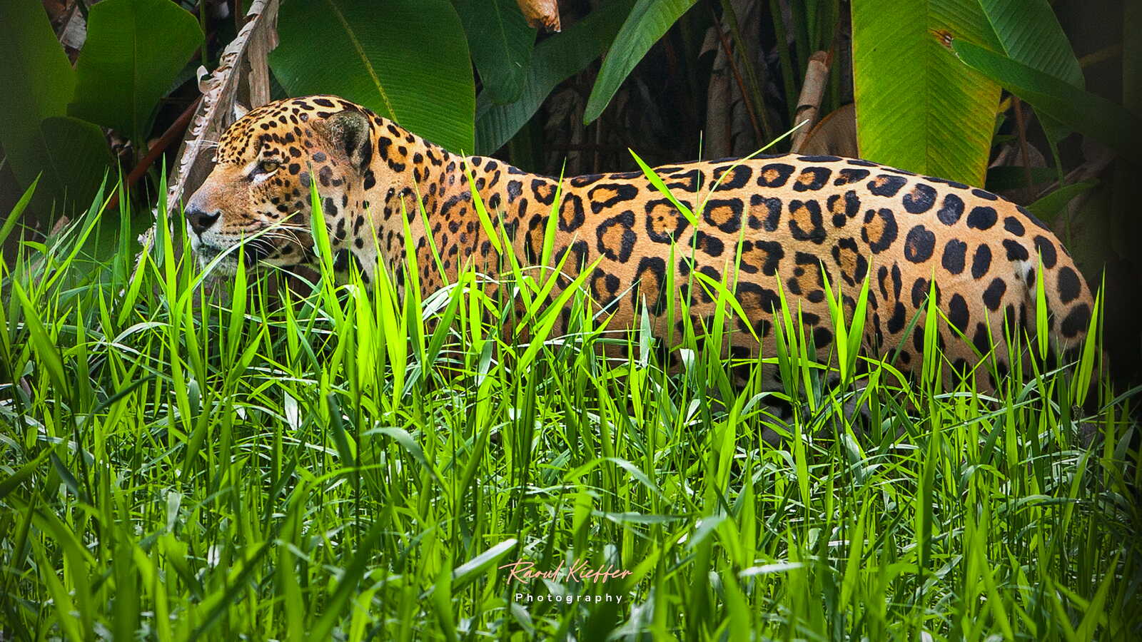 French Guiana Zoo