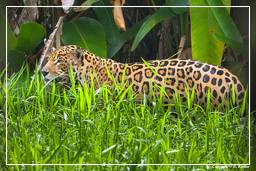 Französisch-Guayana Zoo (185) Jaguar