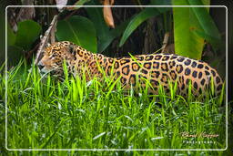 Französisch-Guayana Zoo (185) Jaguar