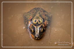 Zoo de Guyane (197) Tortue