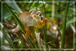 French Guiana Zoo (208) Squirrel monkey