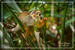 Squirrel monkey, French Guiana Zoo (208)
