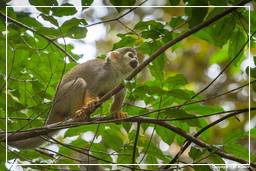French Guiana Zoo (231) Squirrel monkey
