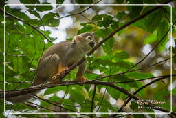 French Guiana Zoo (231) Squirrel monkey