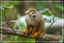 French Guiana Zoo (327) Squirrel monkey