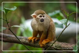 Squirrel monkey, French Guiana Zoo (327)