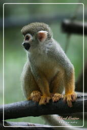 Squirrel monkey, French Guiana Zoo (380)