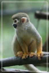 French Guiana Zoo (380) Squirrel monkey