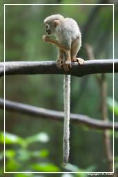French Guiana Zoo (386) Squirrel monkey
