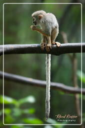 Squirrel monkey, French Guiana Zoo (386)