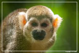 French Guiana Zoo (391) Squirrel monkey
