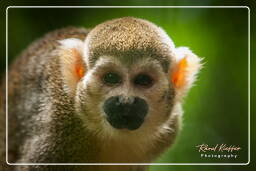 Squirrel monkey, French Guiana Zoo (391)