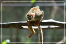 French Guiana Zoo (407) Squirrel monkey