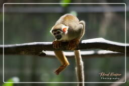 Squirrel monkey, French Guiana Zoo (407)