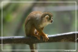 French Guiana Zoo (417) Squirrel monkey