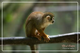 Squirrel monkey, French Guiana Zoo (417)