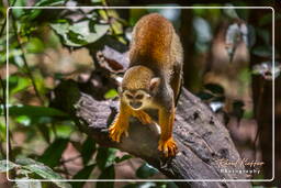 Squirrel monkey, French Guiana Zoo (425)