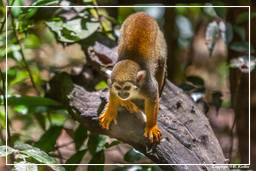 French Guiana Zoo (425) Squirrel monkey