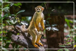 Squirrel monkey, French Guiana Zoo (439)