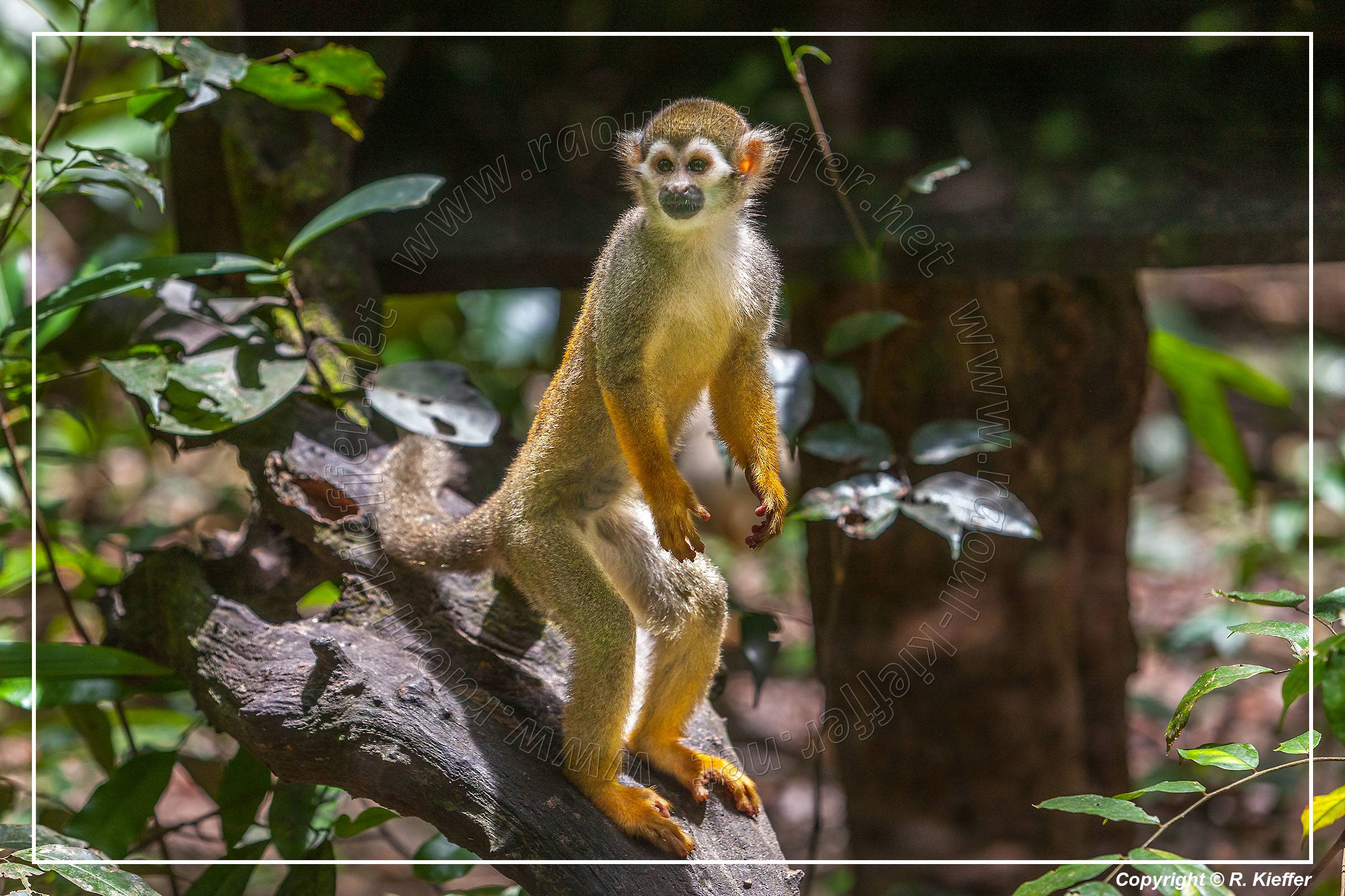 French Guiana Zoo | Photo Gallery | Raoul Kieffer Photography