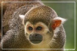 French Guiana Zoo (445) Squirrel monkey