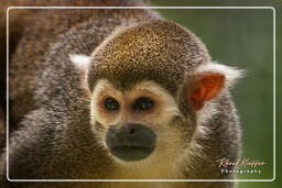 Squirrel monkey, French Guiana Zoo (445)
