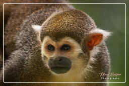 French Guiana Zoo (445) Squirrel monkey