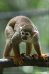 French Guiana Zoo (448) Squirrel monkey