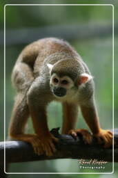 Zoo de Guyane (448) Saïmiri