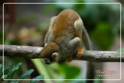 Squirrel monkey, French Guiana Zoo (478)