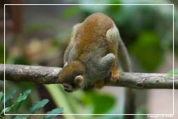 French Guiana Zoo (478) Squirrel monkey