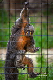 Saki, French Guiana Zoo (488)