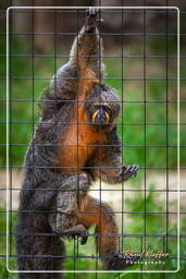 Französisch-Guayana Zoo (488) Saki