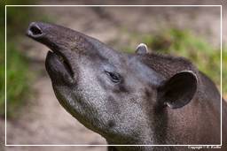 Zoo di Guyana Francese (525) Tapirus