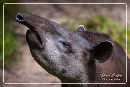 Zoo di Guyana Francese (525) Tapirus