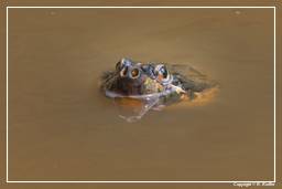 French Guiana Zoo (543) Turtle