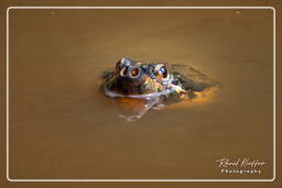 Turtle, French Guiana Zoo (543)